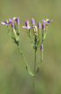 Inflorescense of a Common Centaury