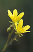 Photo ofMarsh Saxifrage (Saxifraga hirculus). Photographer: 