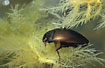 Water beetle (studio photo)
