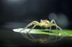 Raft spider resting on a floating leaf (studio photo)