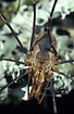 The characteristic harvestman Phalangium opilio - male