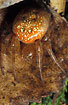 Foto af Orange Hjulspinder (Araneus alsine). Fotograf: 