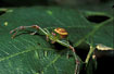 Male Green Crab Spider