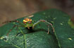 Foto af Grn Krabbeedderkop (Diaea dorsata). Fotograf: 