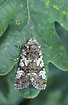 The owlet moth called The Cameo (Polymixis gemmea)