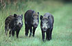 Three young wild boars