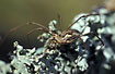 Female Phalangium opilio - a harvestman