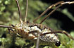 Photo of (Phalangium opilio). Photographer: 