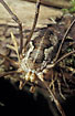 Female of the harvestman species Phalangium opilio