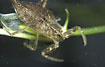 Photo ofWater Scorpion (Nepa cinerea). Photographer: 
