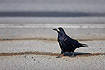 Photo ofRook (Corvus frugilegus). Photographer: 