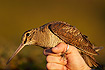 Photo ofWoodcock (Scolopax rusticola). Photographer: 