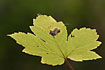 Foto af Ahorn / r (Acer pseudoplatanus). Fotograf: 