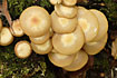 The fungi Pholiota mutabilis