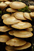 The fungi Pholiota mutabilis