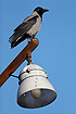Hooded Crow on a lamp post