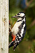 Young Great Spotted Woodpecker