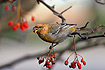 Photo ofPine Grosbeak (Pinicola enucleator). Photographer: 