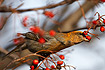 Pine Grosbeak eating berries (14-11-2004)