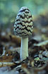 Photo ofMagpie Fungus (Coprinus picaceus). Photographer: 