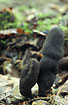 Photo ofDead Mans Fingers (Xylaria polymorpha). Photographer: 