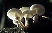Hindlit group of porcelain fungi