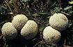 Photo ofGem-studded Puffball (Lycoperdon perlatum). Photographer: 