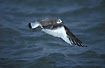 Young Sabines Gull
