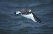 Foto af Sabinemge (Larus sabini (Xema sabini)). Fotograf: 