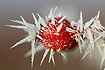 Red berry covered in ice crystals