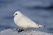 Young Ivory Gull