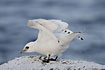 Young Ivory Gull