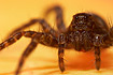 Close-up of Pardosa prativaga (lab animal)