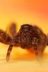 Close-up of the spider Pardosa prativaga (lab animal)
