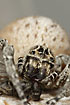 Photo of (Stegodyphus lineatus). Photographer: 