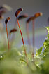 Photo ofSwartzs Feather-moss (Eurhynchium hians). Photographer: 