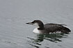 Winter plumaged Great Northern Diver