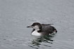 Winter plumaged Great Northern Diver