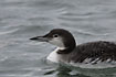 Great Northern Diver in winter plumage