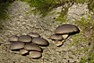 Photo ofOyster Mushroom (Pleurotus ostreatus). Photographer: 