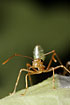 A worker ant in defense posture (laboratory culture)