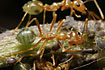 Weaver ants minding aphids (laboratory culture)