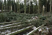 Wind damage in a danish pine plantation