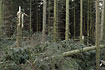 Wind damage in a danish pine plantation