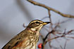 Close-up of a redwing