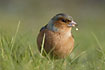 Chaffinch eating seeds