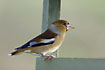 Hawfinch at a garden feeder