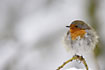 Freezing robin