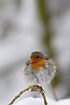 Freezing robin