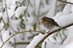 Robin in a snowcovered bush